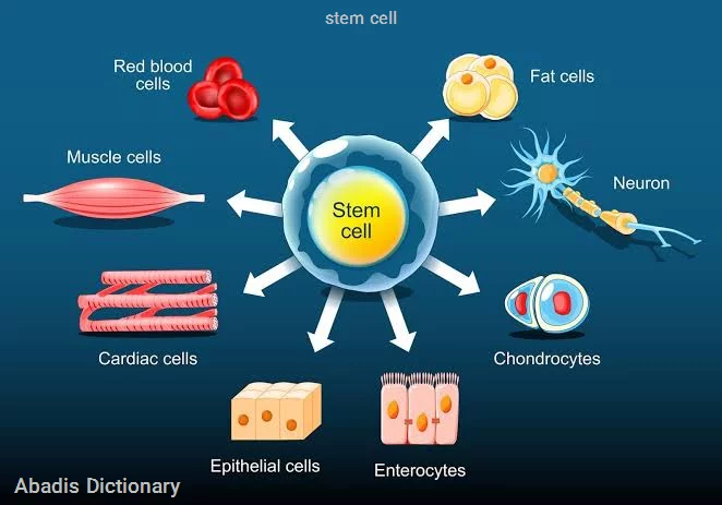 stem cell